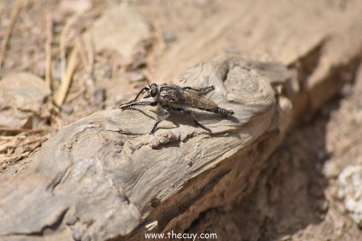 Versatilitas yang Tidak Terduga