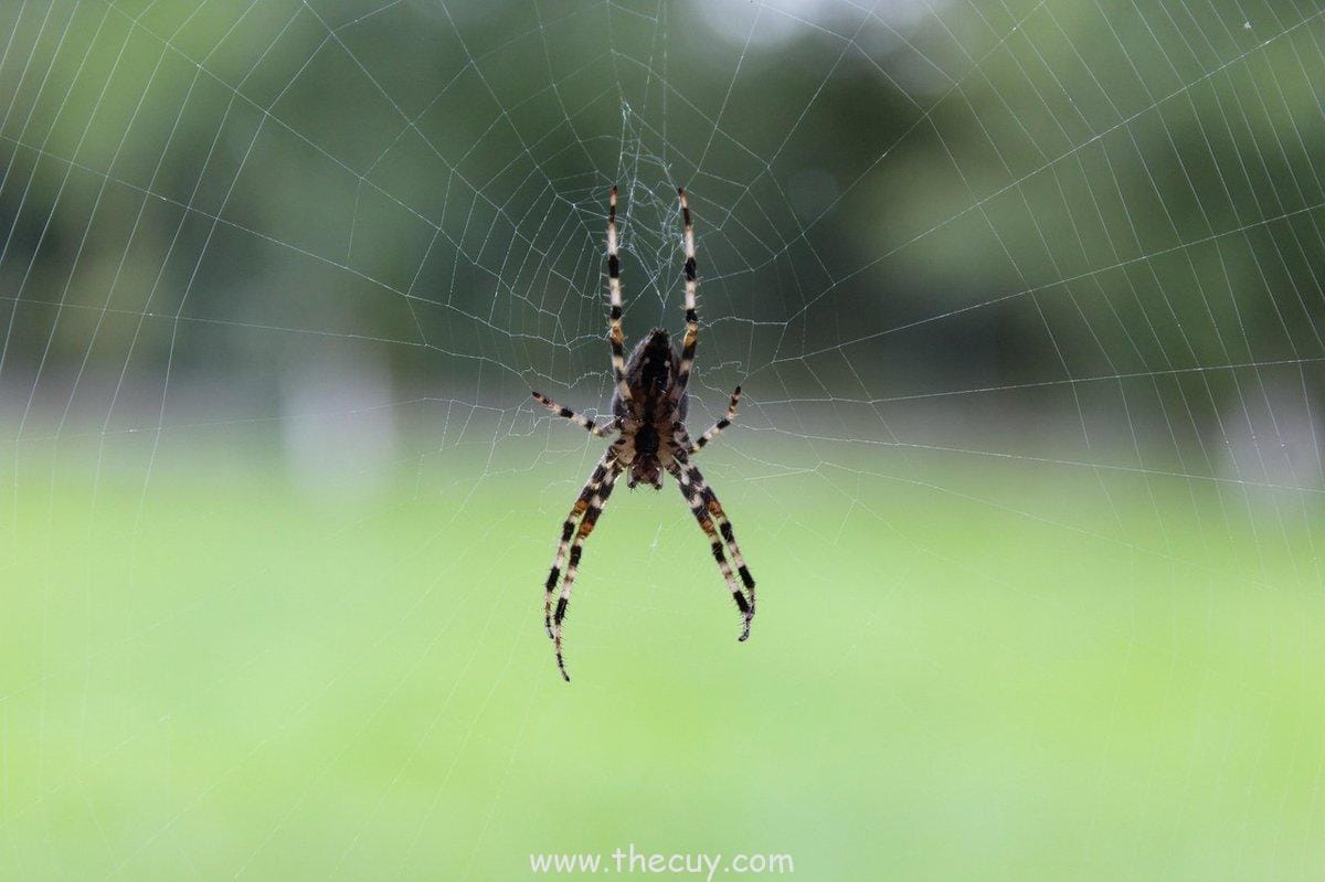 Versi Kurama Mode Lebih Mengerikan