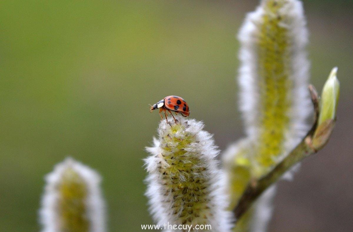 Willow Rosenberg (Buffy the Vampire Slayer)