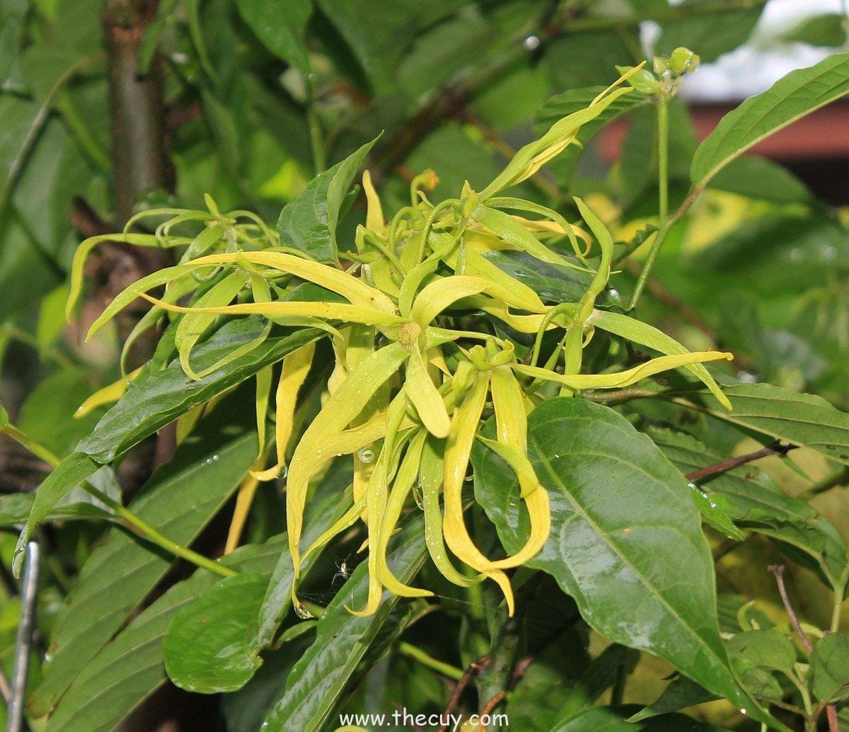Ylang-Ylang: Penyeimbang Emosi Tropis