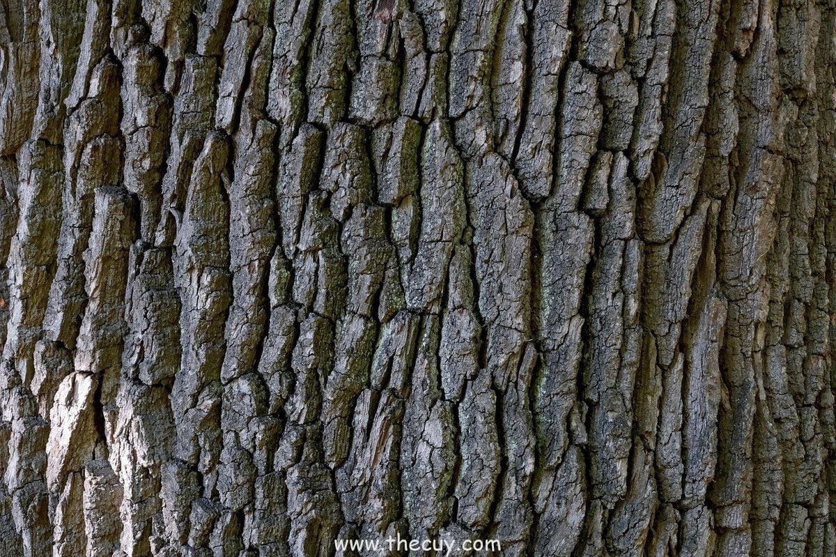 Zoro Bertahan dari Rasa Sakit Kuma di Thriller Bark