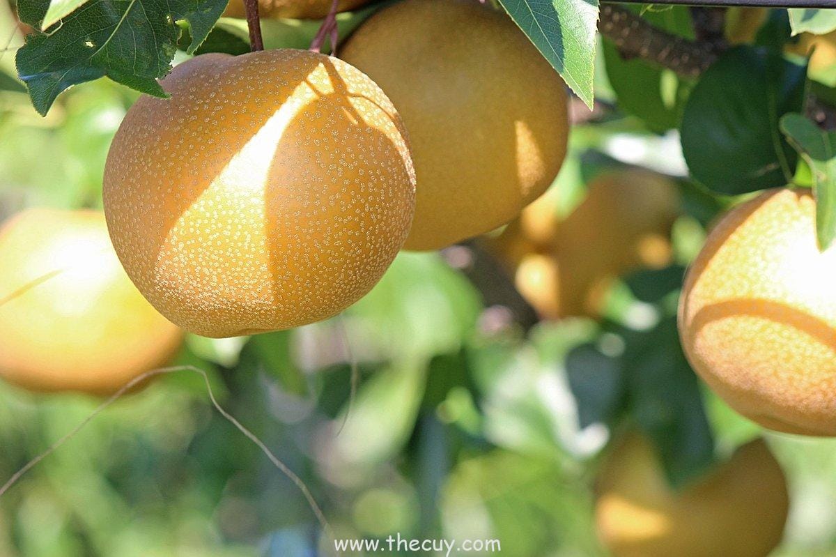 Zushi Zushi no Mi (Fujitora)