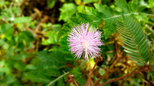 Ilustrasi putri malu Ilustrasi putri malu