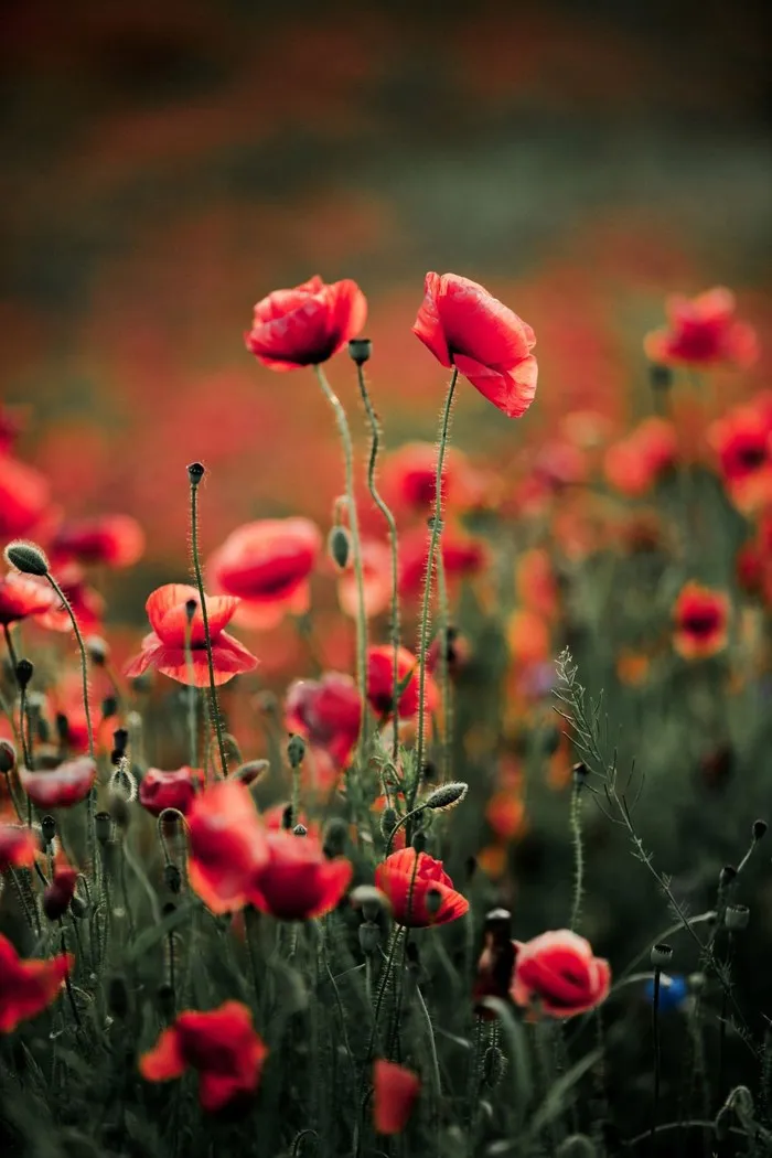 Poppy flowers have a captivating beauty. Yet, behind their alluring appearance lies a shadow of misfortune.