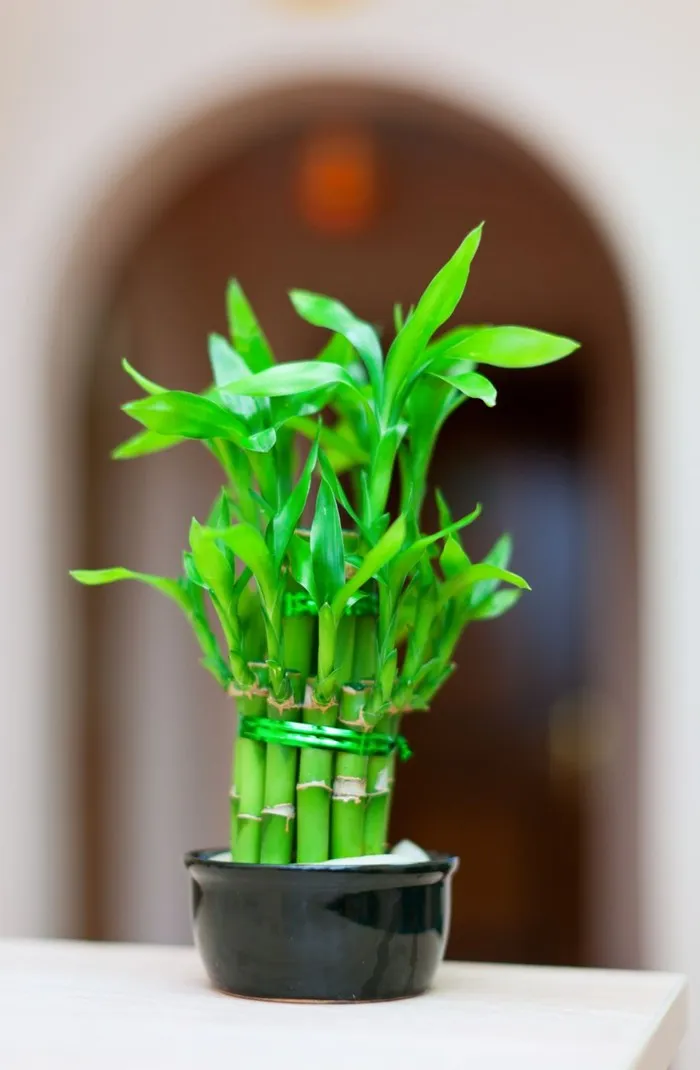 Ordinary bamboo is believed to symbolize instability and uncertainty.