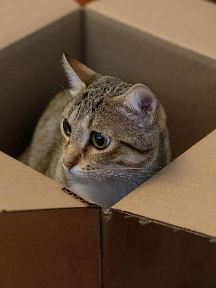 Menurut penelitian, ada beberapa alasan mengapa kucing sangat suka bermain di dalam kardus